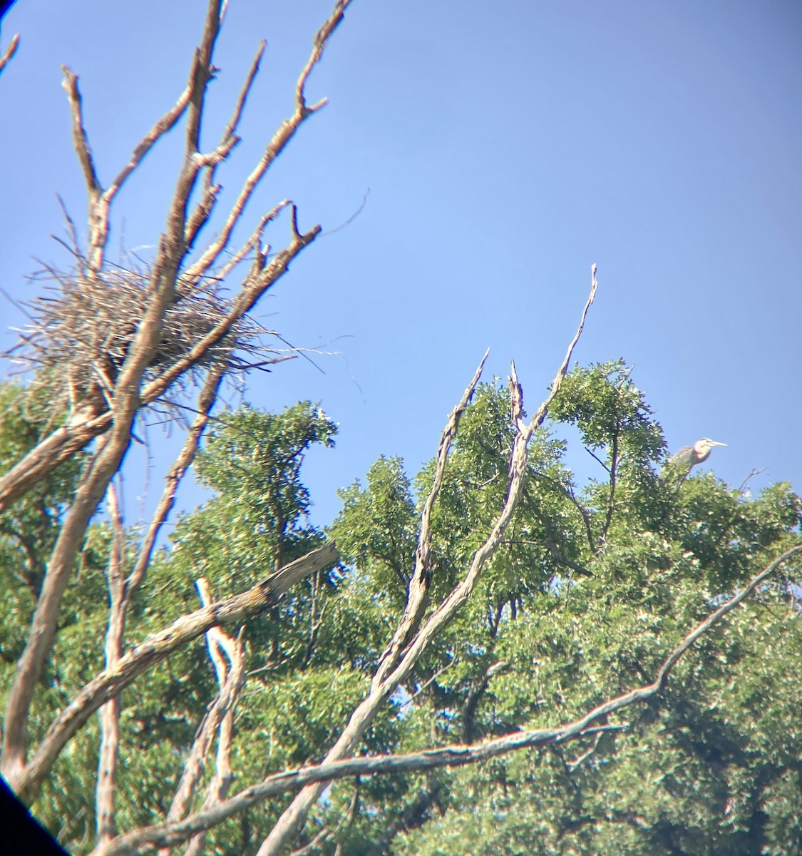 Great Blue Heron - Alis Yoder