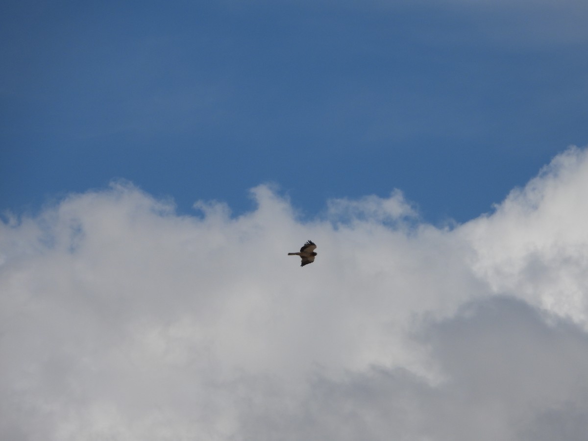 Орел-карлик малий - ML620110070