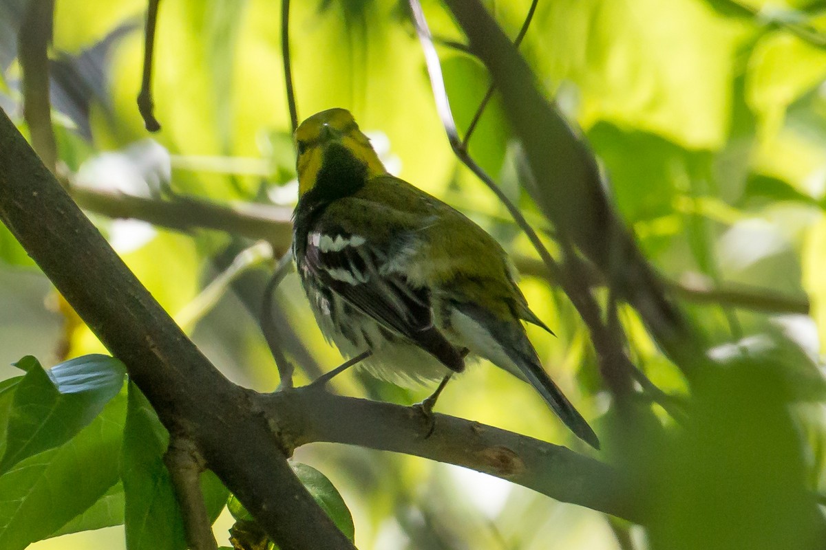 Black-throated Green Warbler - ML620110083