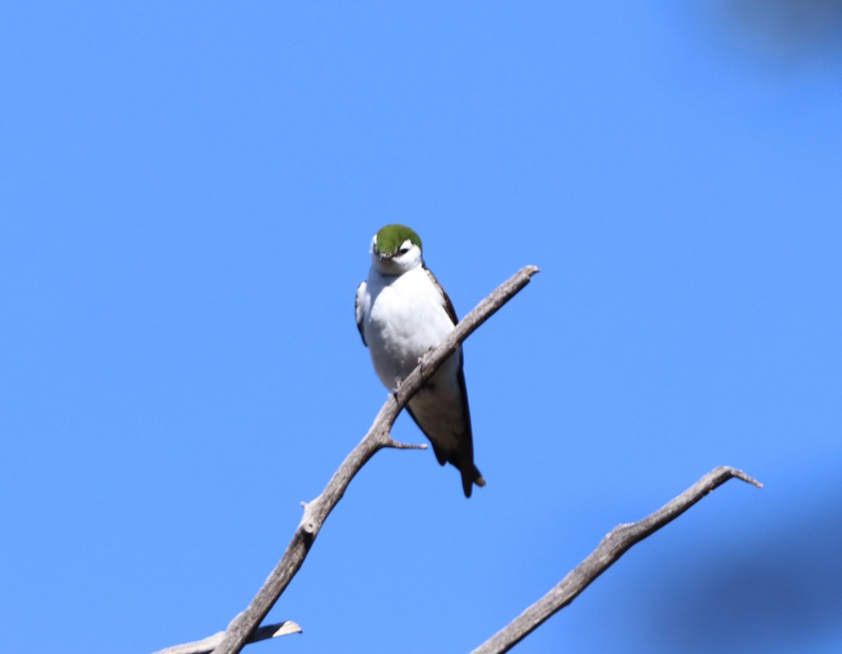 Violet-green Swallow - ML620110086
