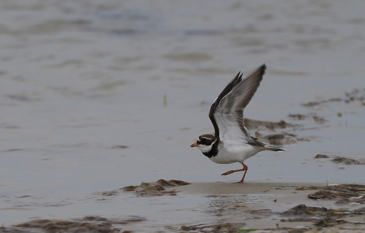 Common Ringed Plover - ML620110087