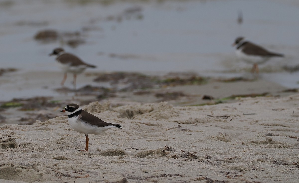 Common Ringed Plover - ML620110088