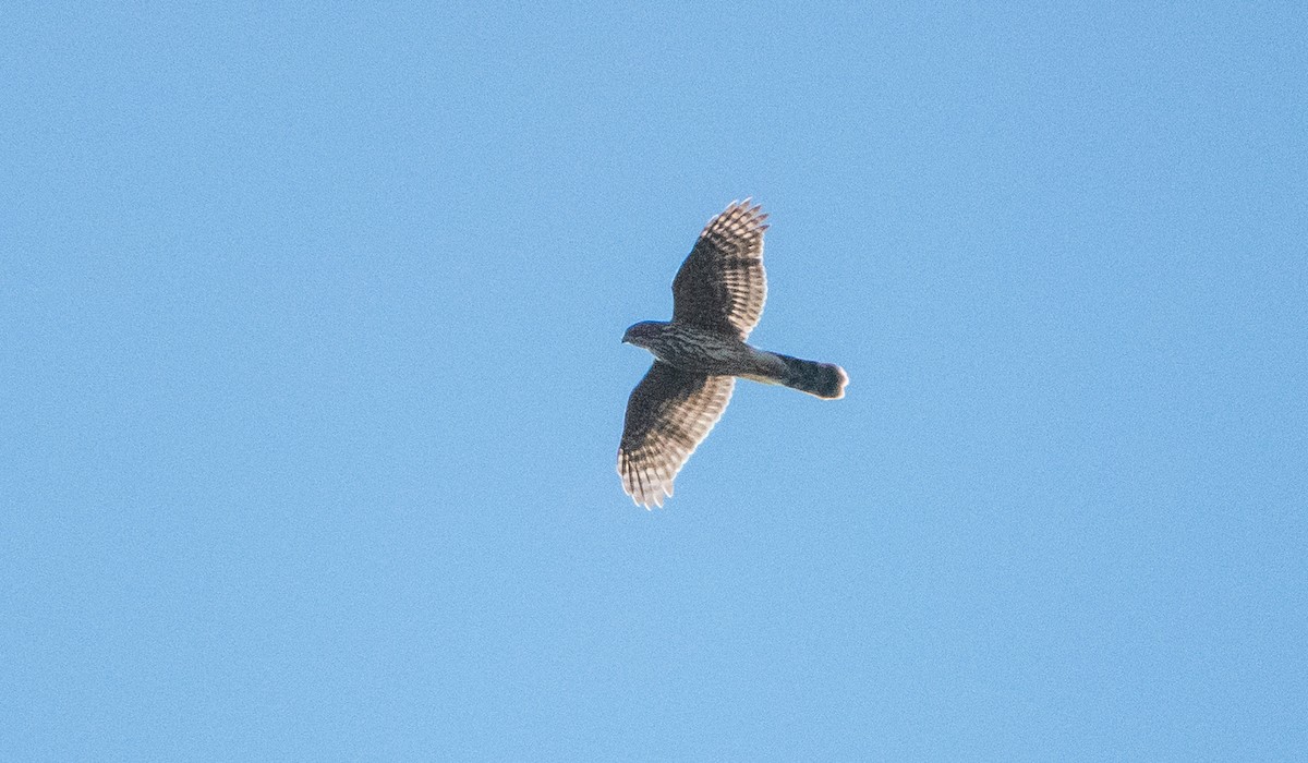 Cooper's Hawk - ML620110089