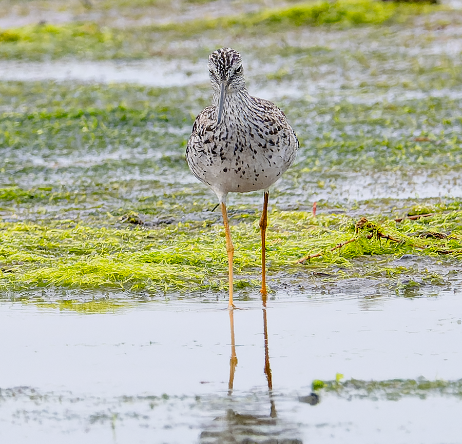 Greater Yellowlegs - ML620110092