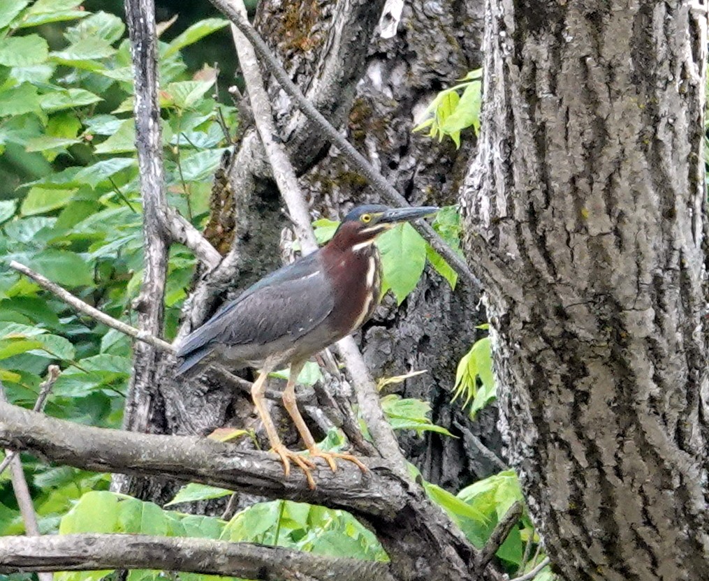 Green Heron - ML620110103