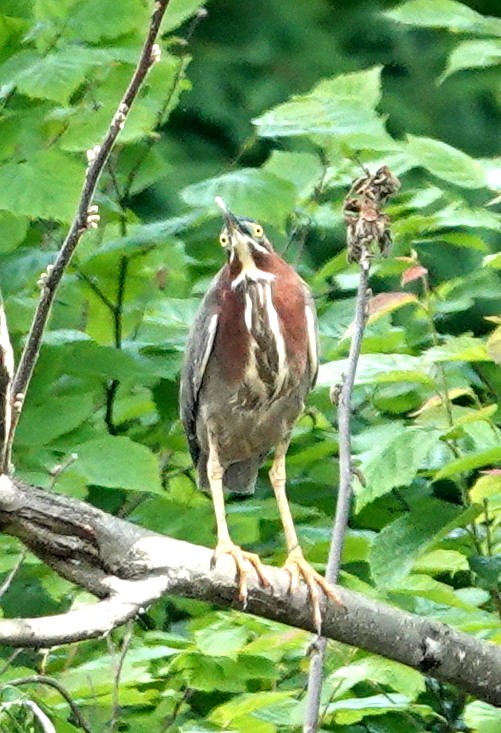 Green Heron - ML620110104