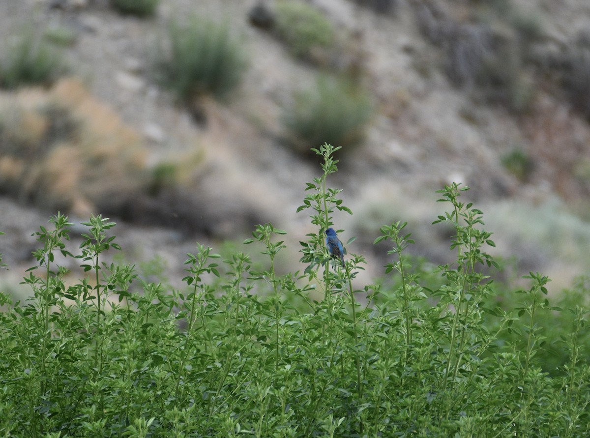 Indigo Bunting - ML620110115