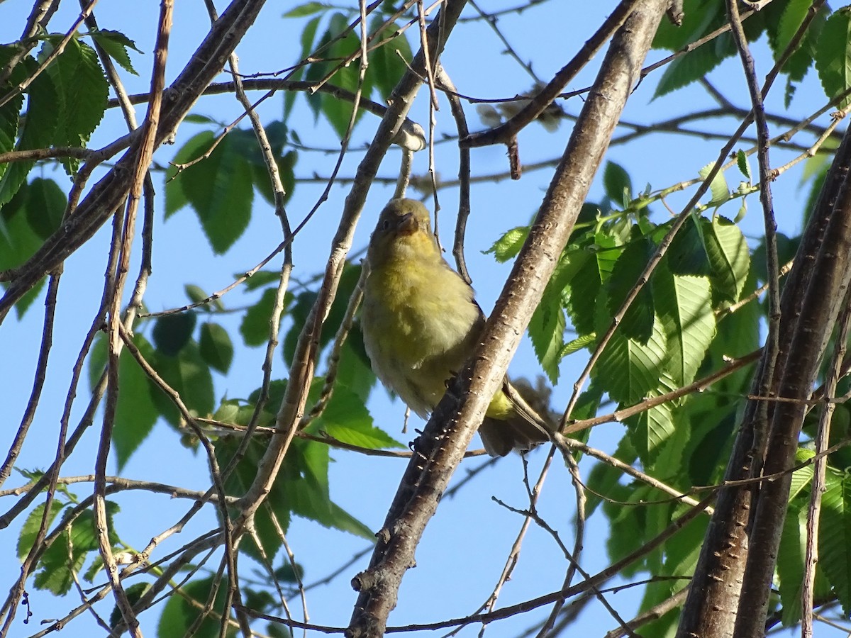 Western Tanager - ML620110132