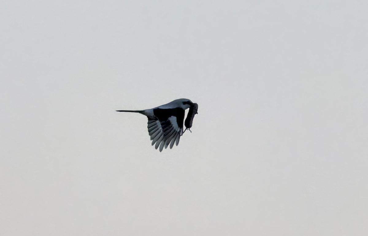 Great Gray Shrike - ML620110138