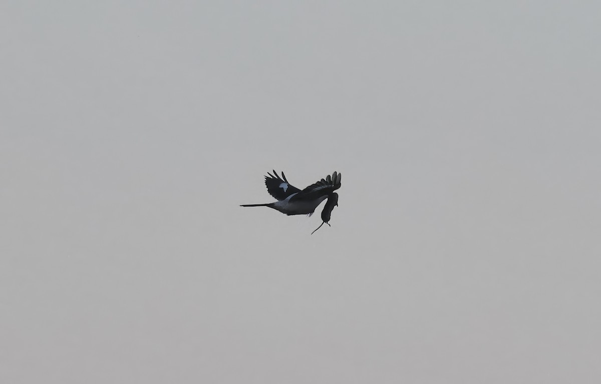 Great Gray Shrike - ML620110140