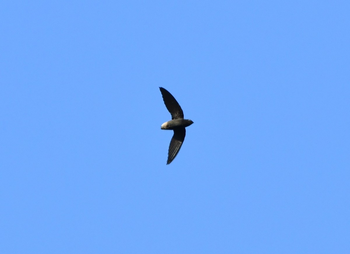 Short-tailed Swift - ML620110148
