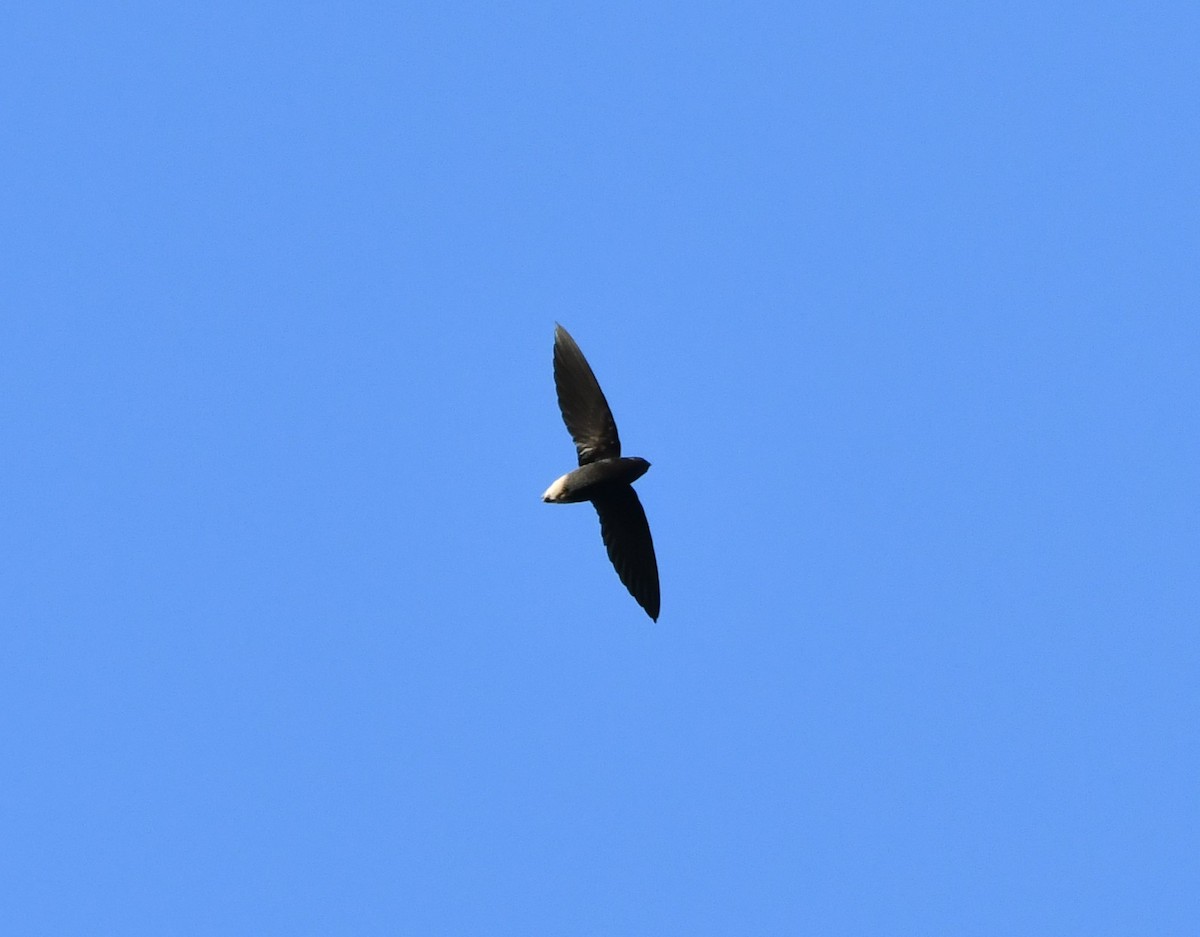 Short-tailed Swift - ML620110152