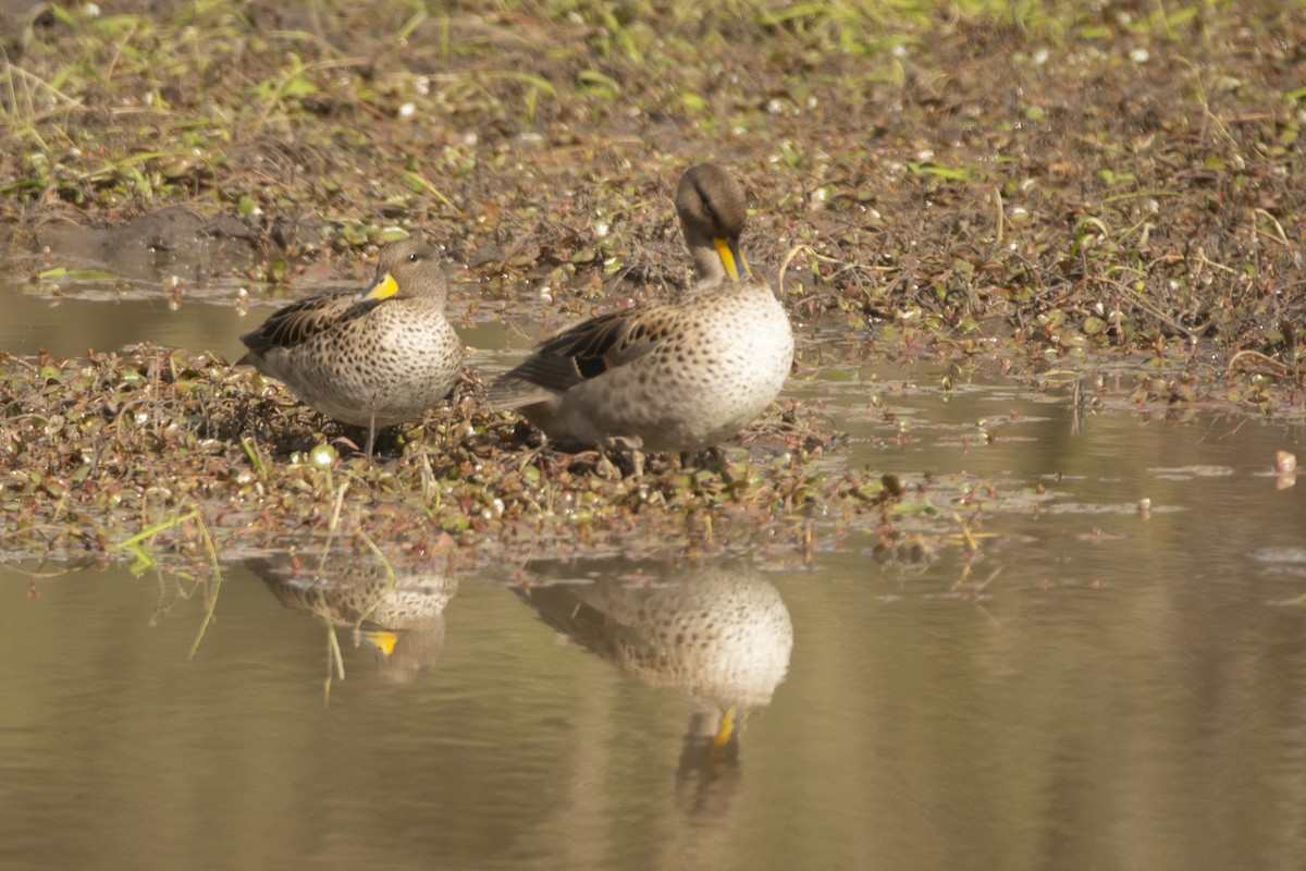 Yellow-billed Teal - ML620110154