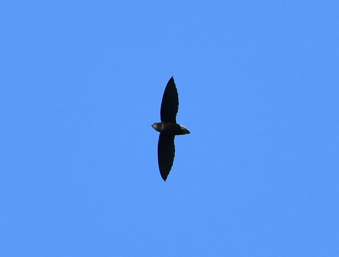 Short-tailed Swift - Carlos Proaño