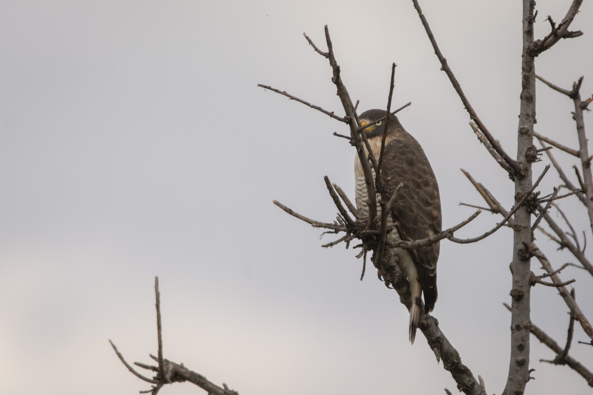 Roadside Hawk - ML620110162