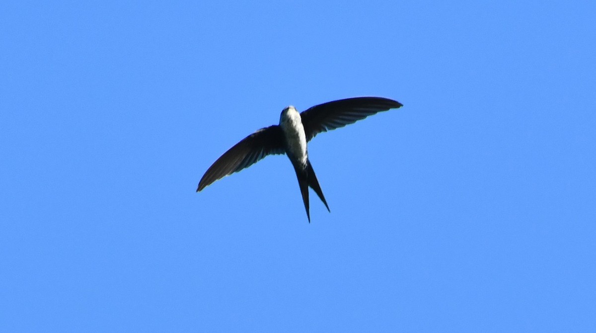Fork-tailed Palm Swift - ML620110165