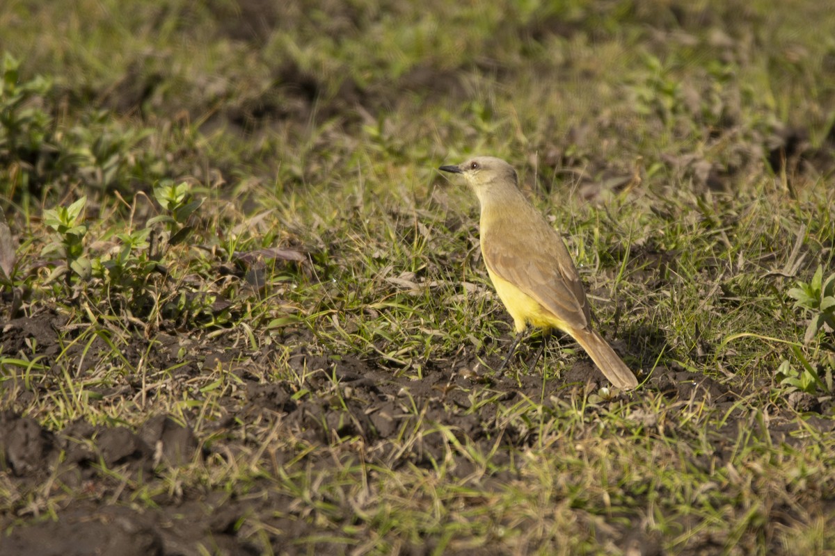 ウシタイランチョウ - ML620110167