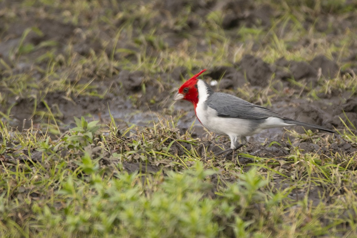 Red-crested Cardinal - ML620110168