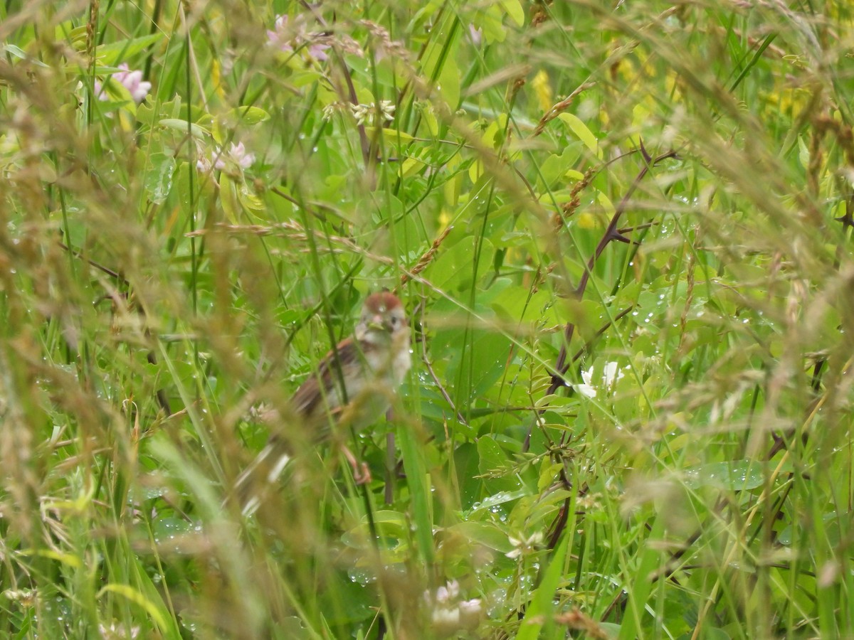 Field Sparrow - ML620110202
