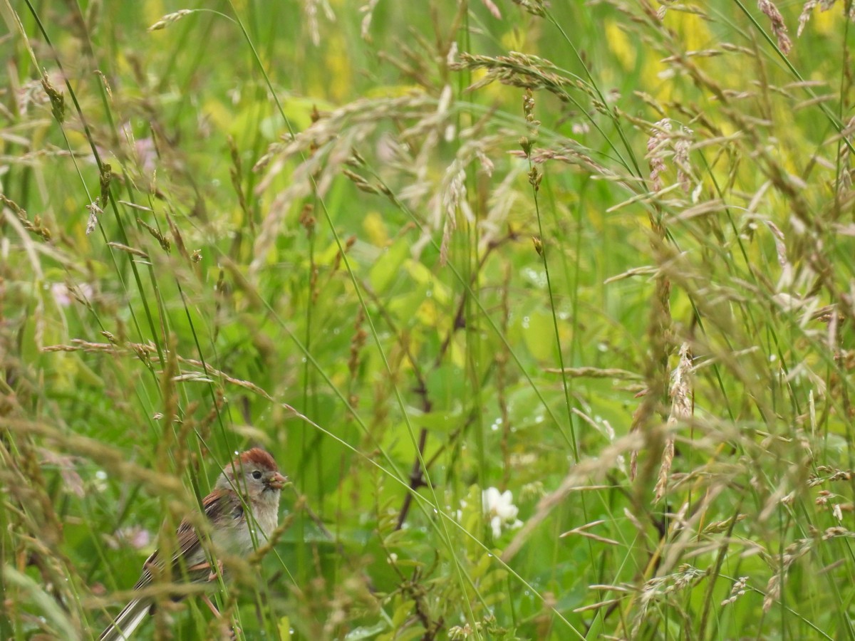 Field Sparrow - ML620110203