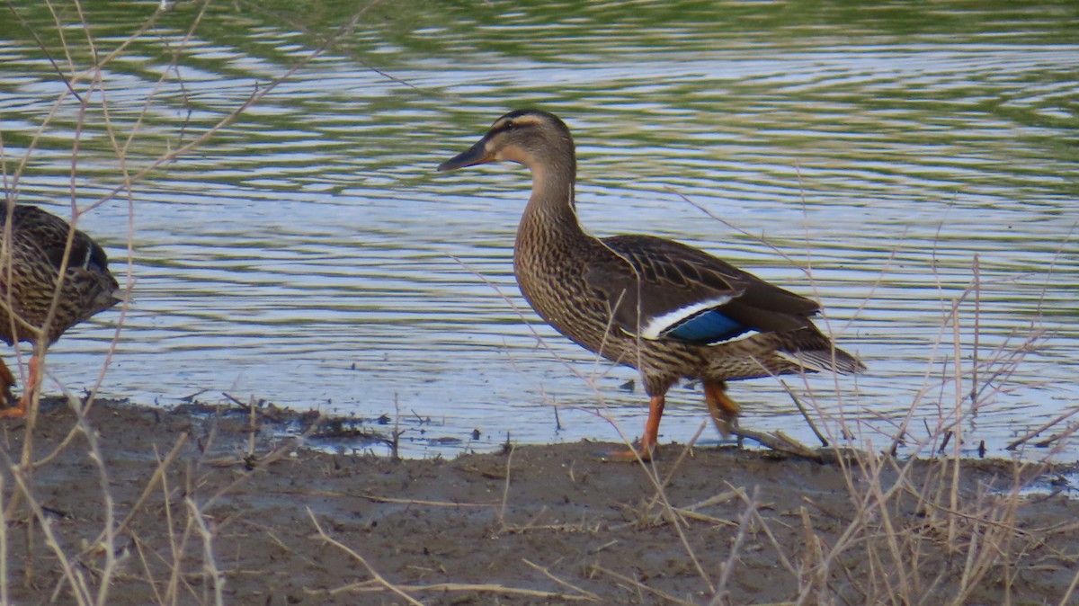 Stockente - ML620110205