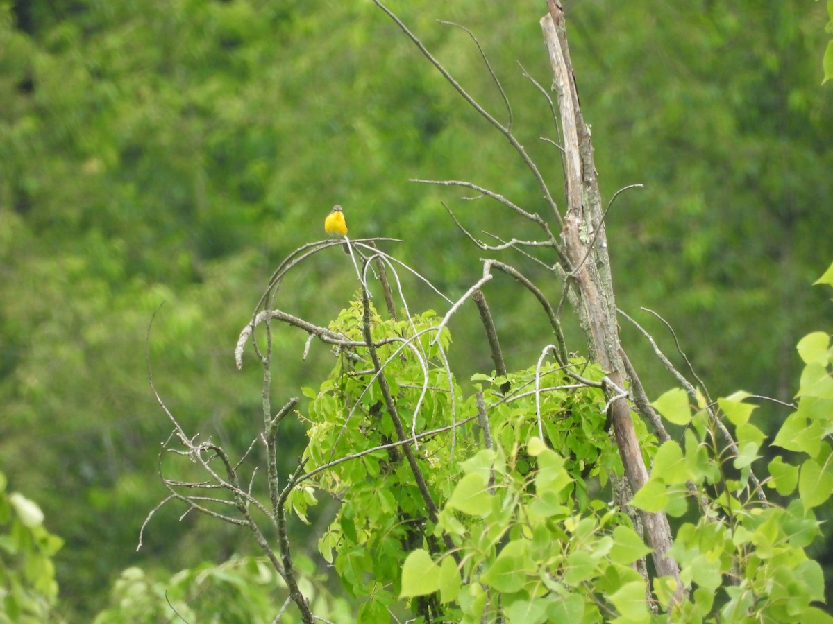 Yellow-breasted Chat - ML620110208