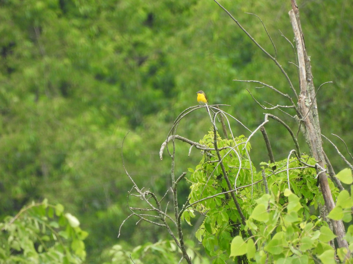 Yellow-breasted Chat - ML620110210