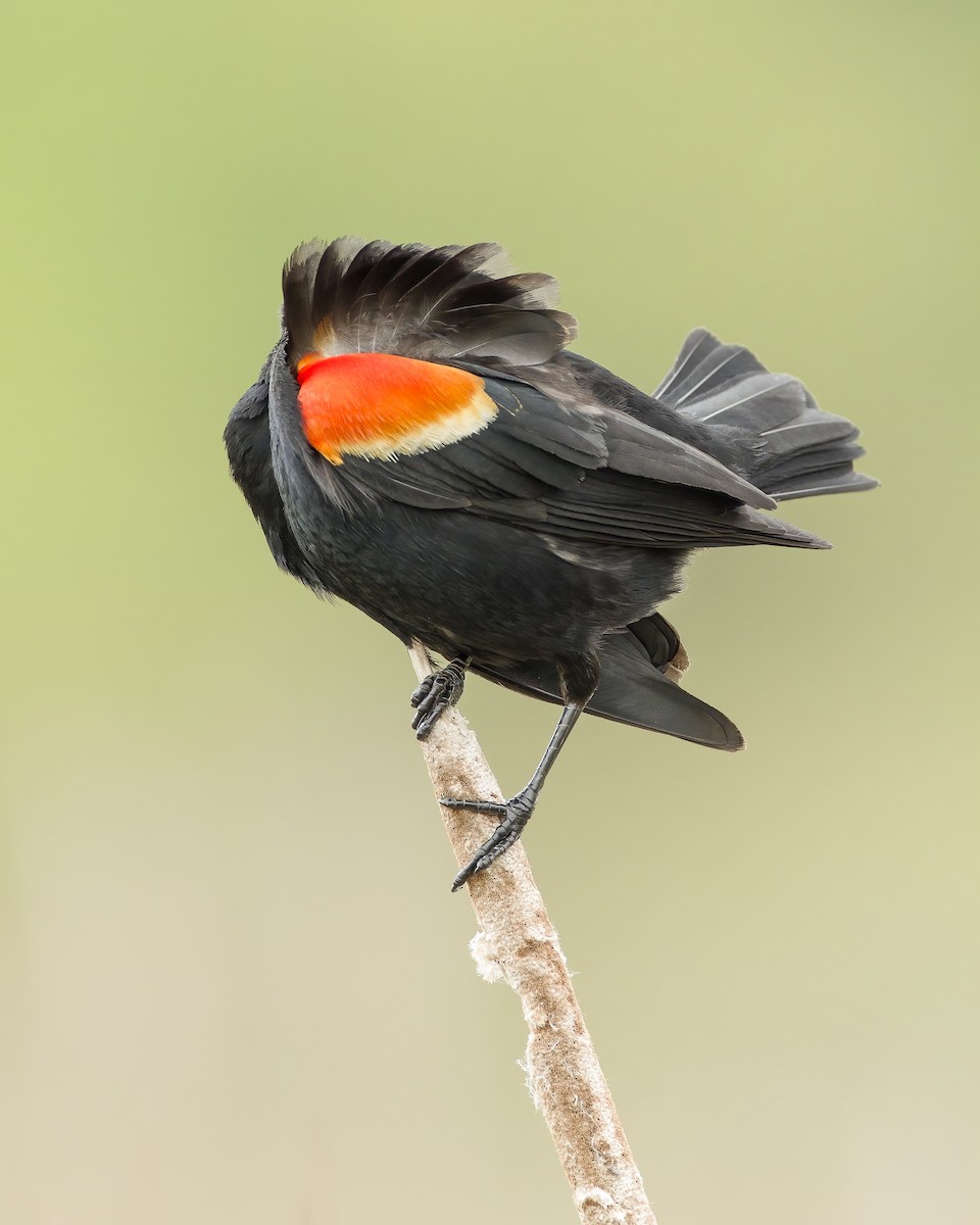 Red-winged Blackbird - ML620110212