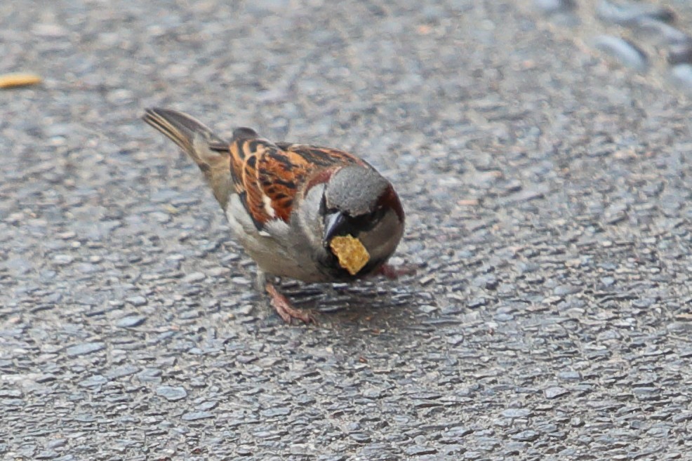 House Sparrow - ML620110223