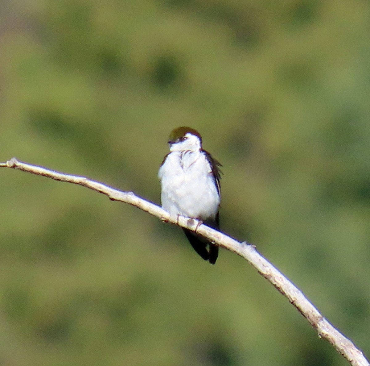 Violet-green Swallow - ML620110237