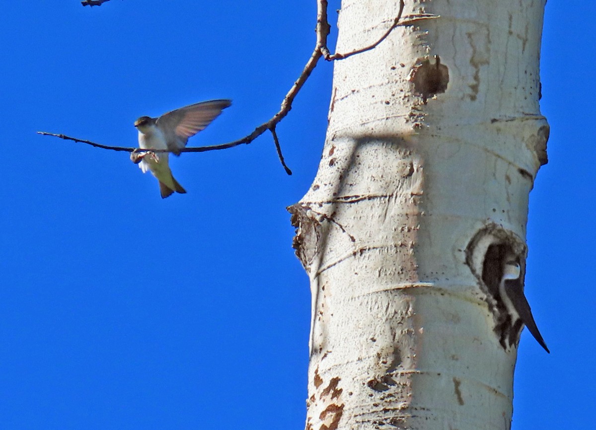 Violet-green Swallow - ML620110241