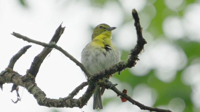 Yellow-throated Vireo - ML620110275