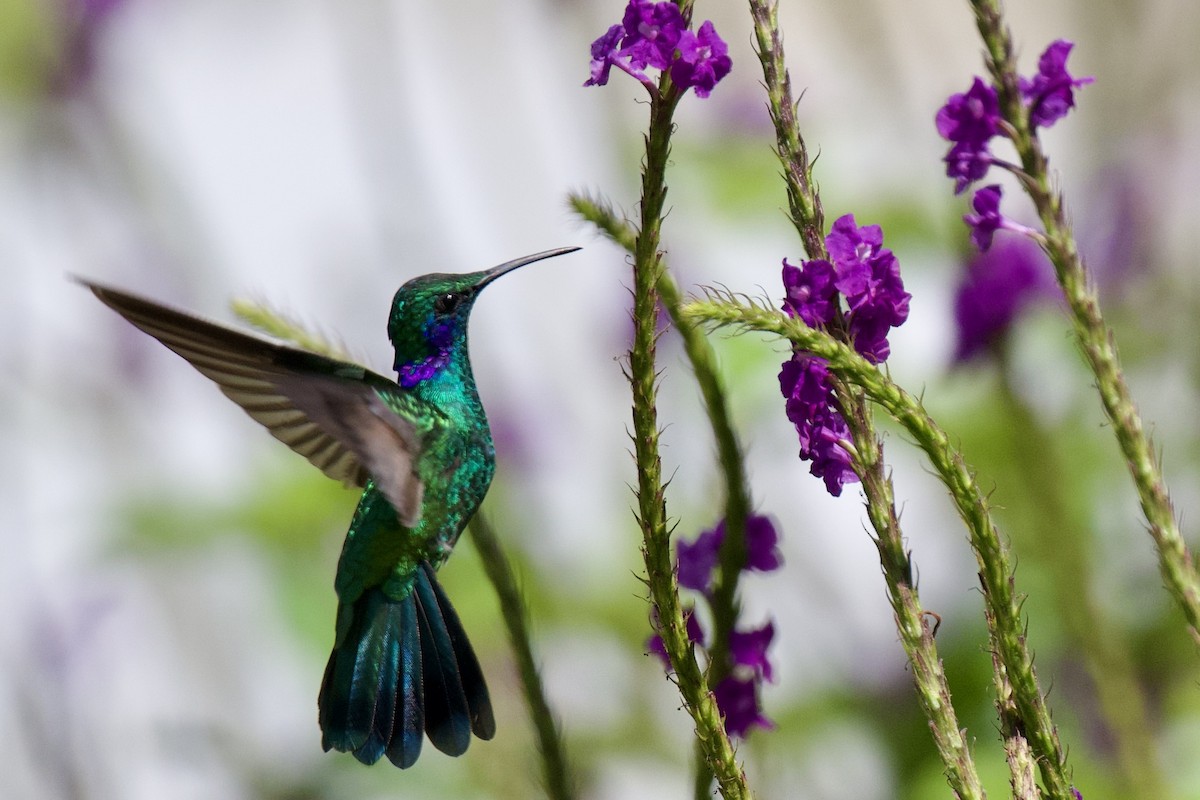kolibřík modrouchý - ML620110280