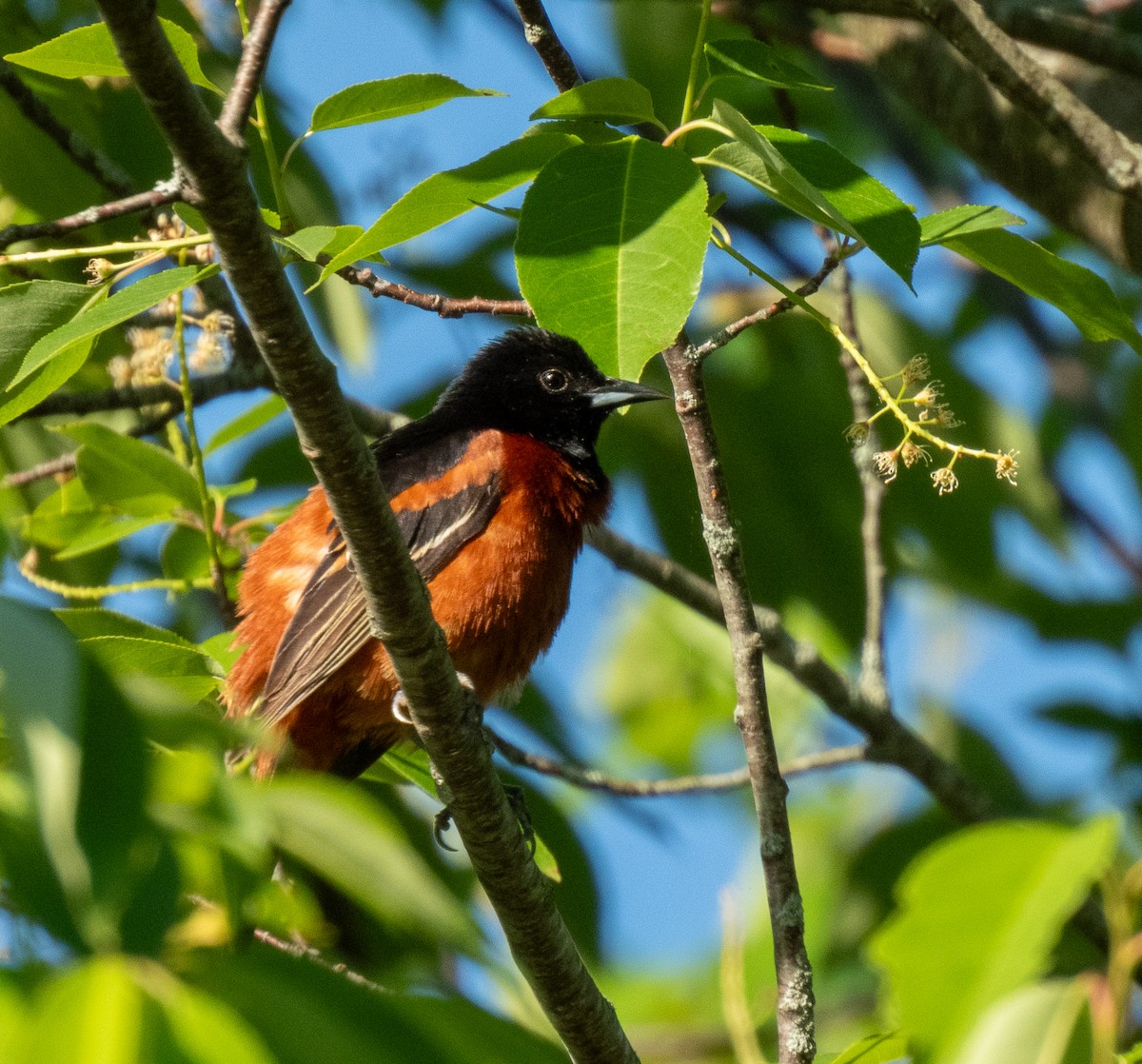 Orchard Oriole - ML620110286