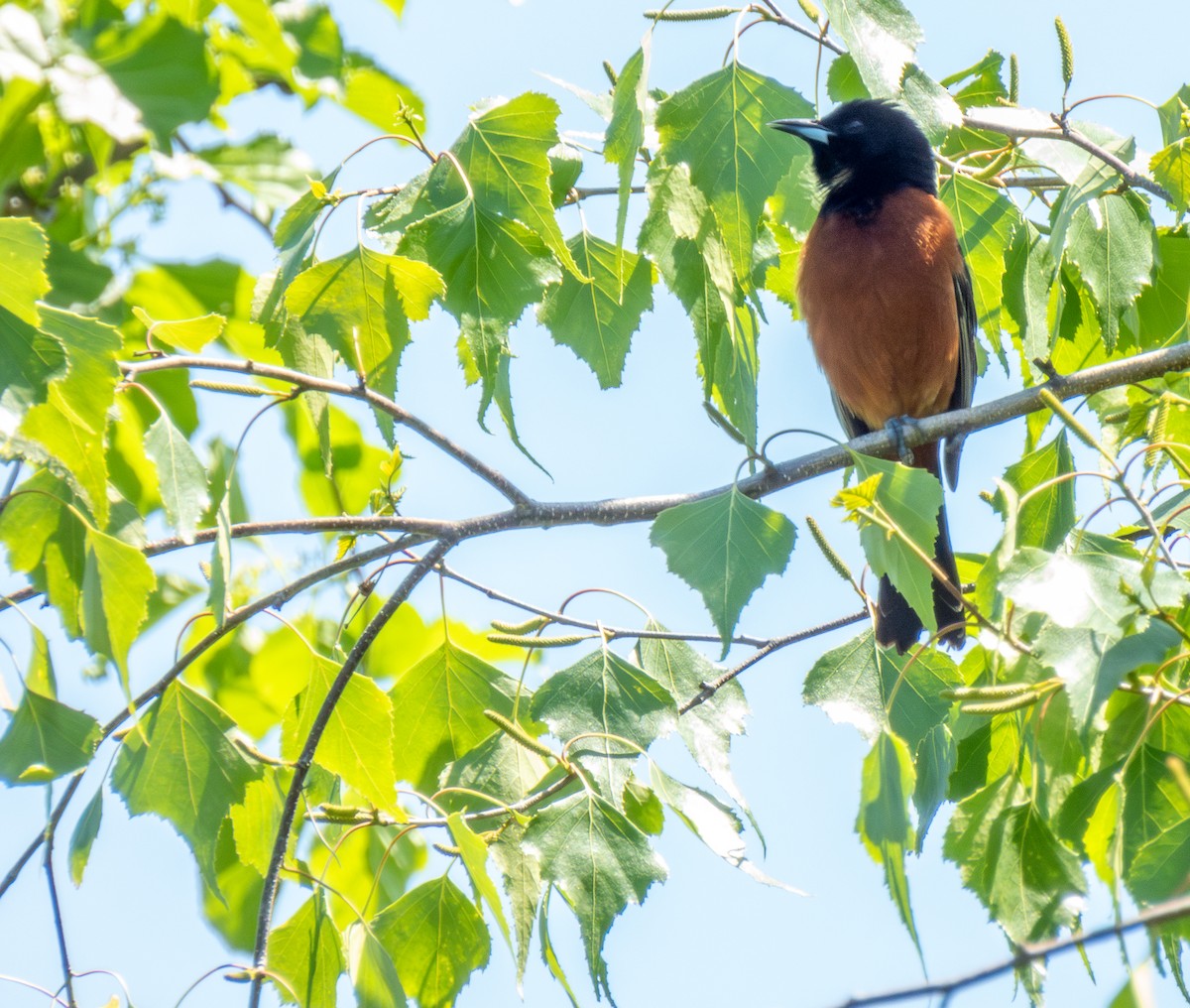 Orchard Oriole - ML620110287