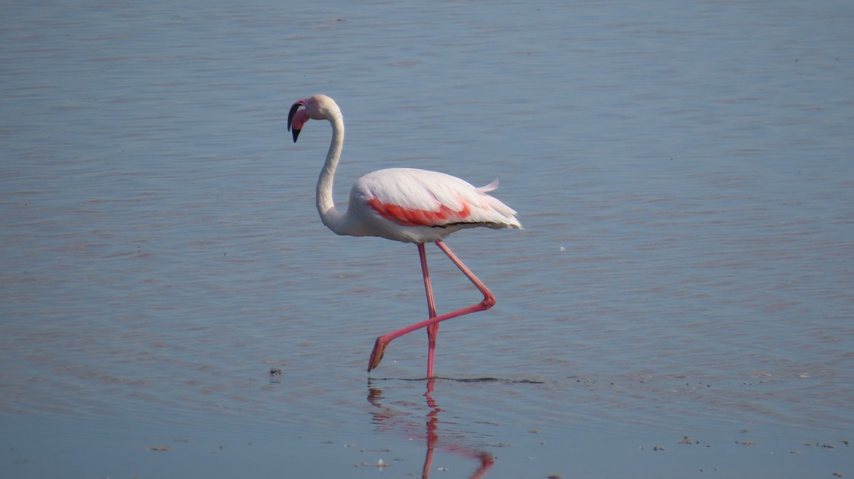 Greater Flamingo - ML620110288