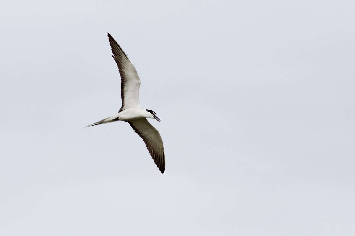 Bridled Tern - ML620110297