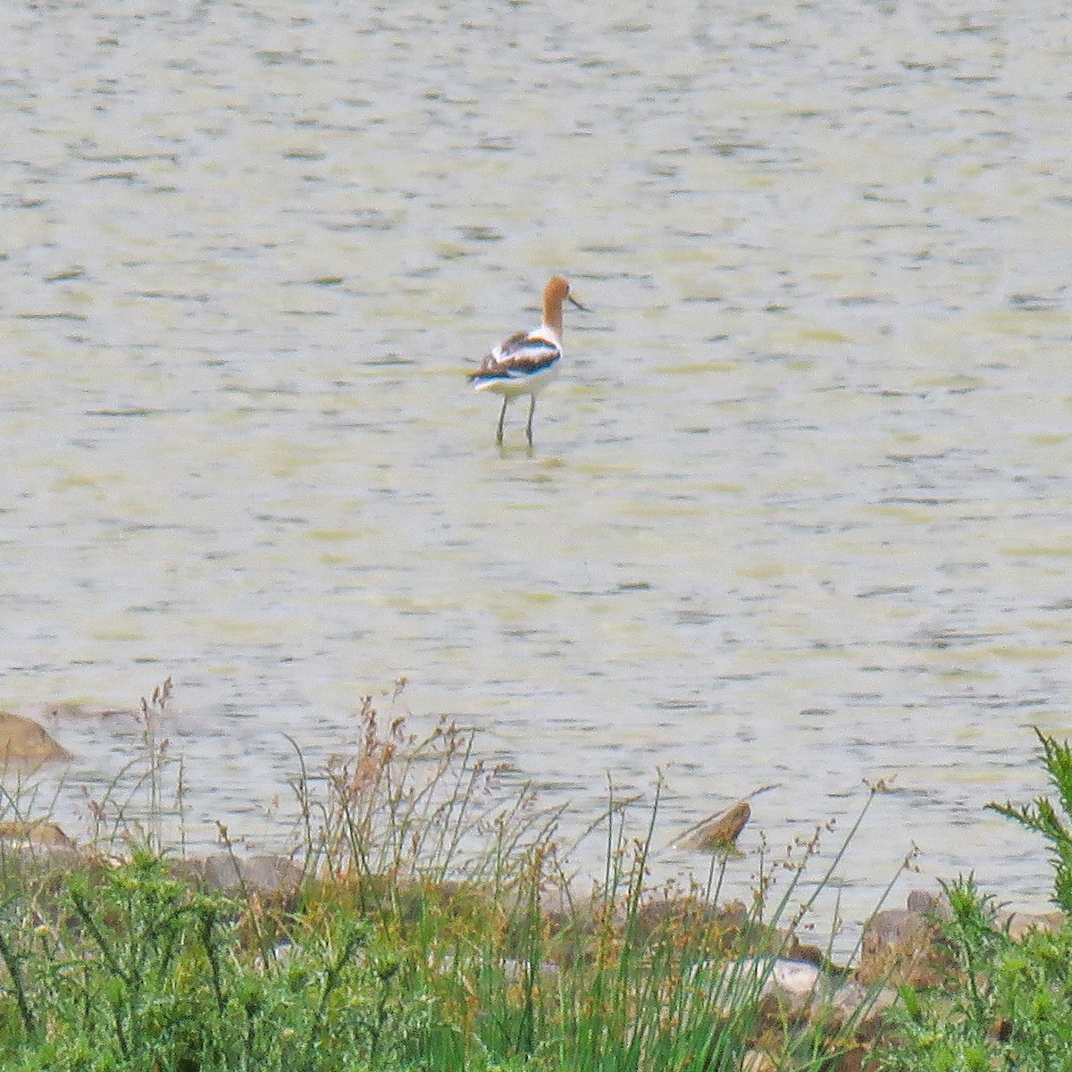 American Avocet - ML620110303