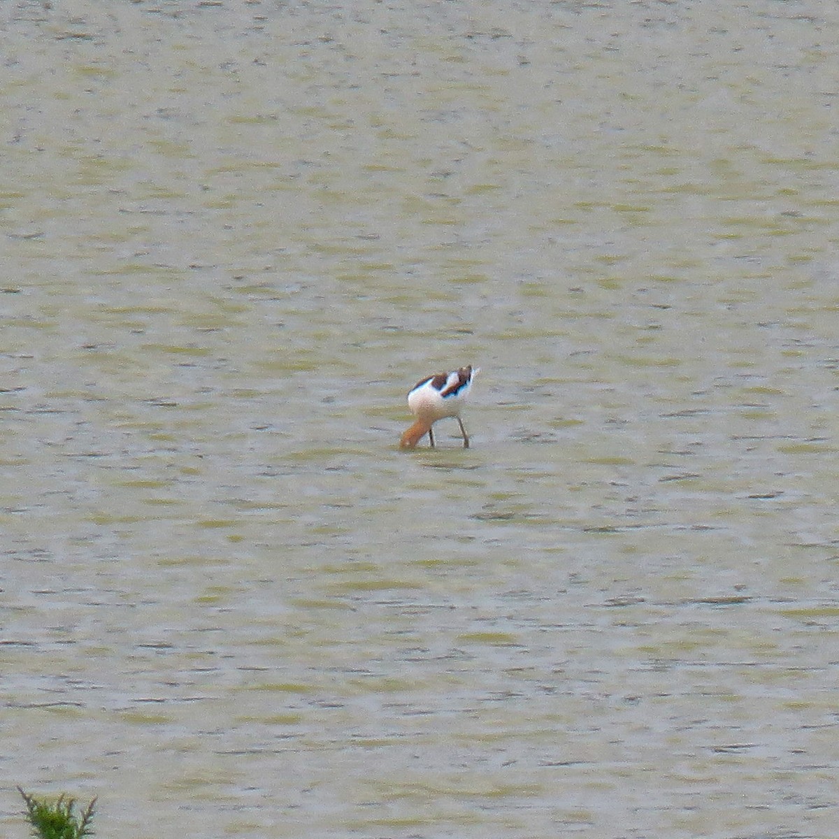 American Avocet - ML620110304