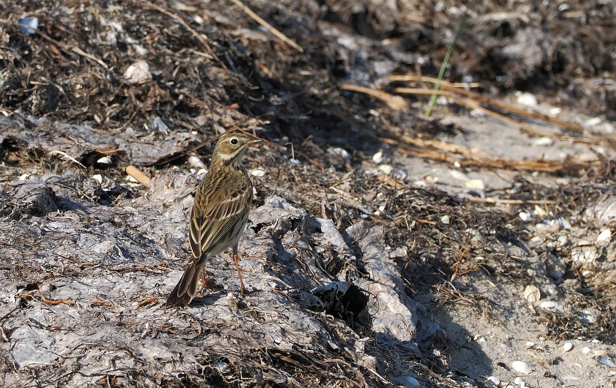 Meadow Pipit - ML620110309