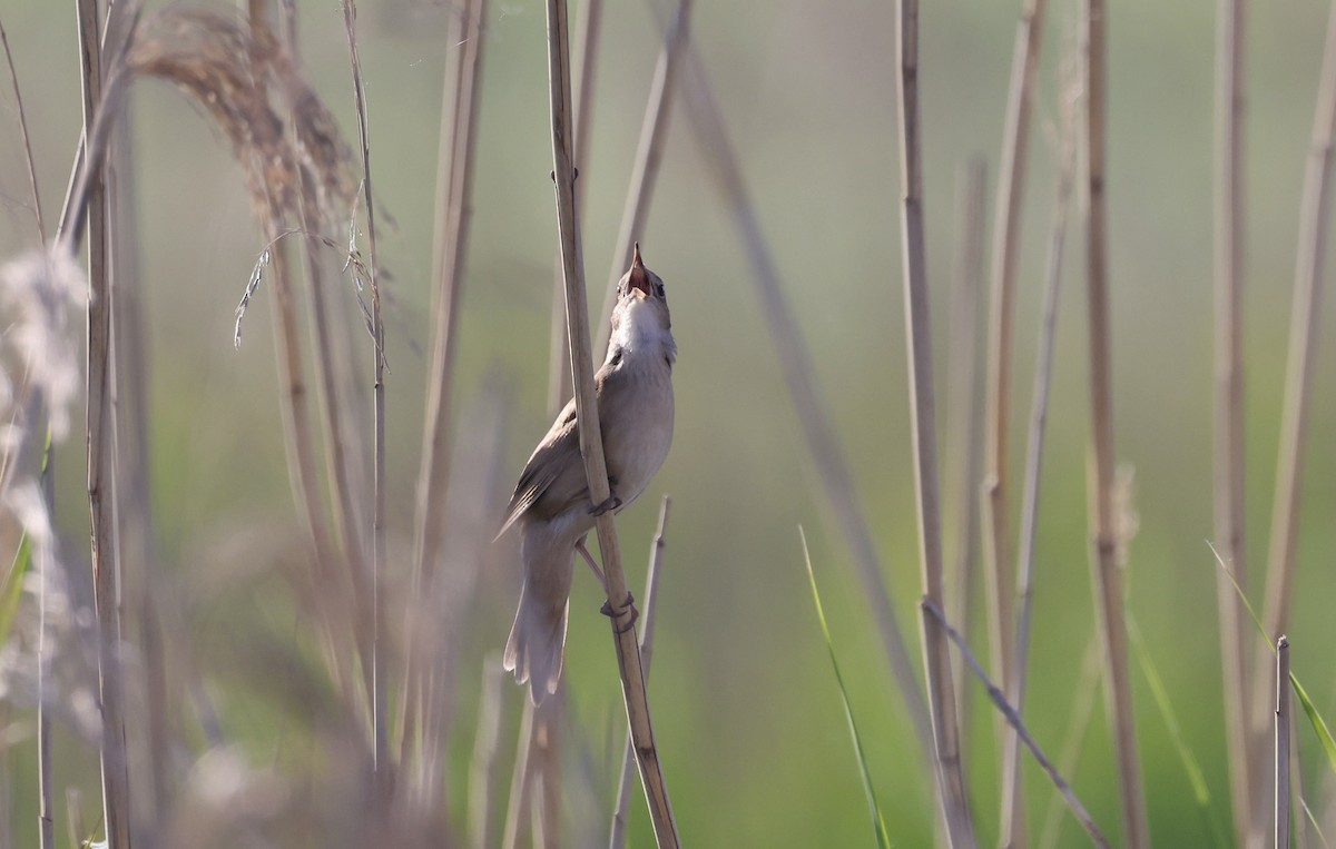 Savi's Warbler - ML620110320