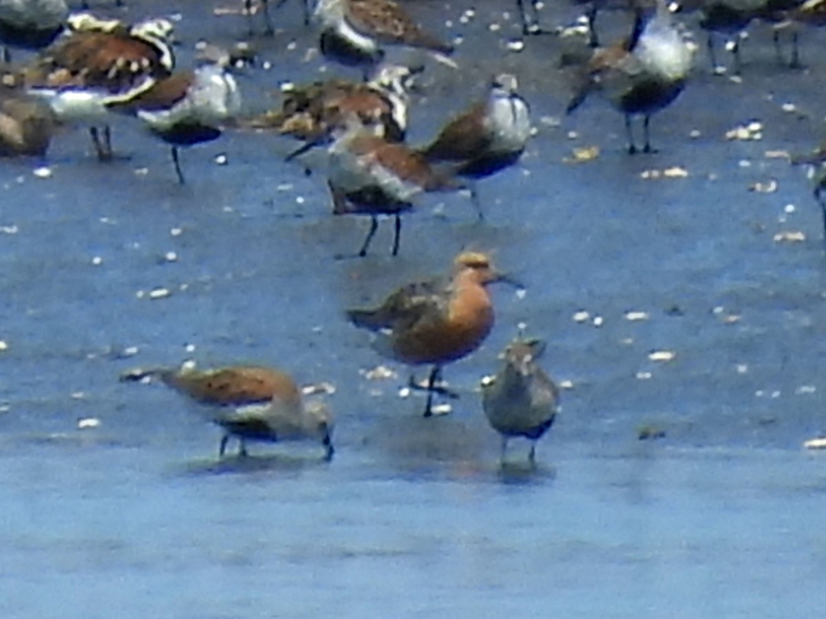 Red Knot - ML620110336