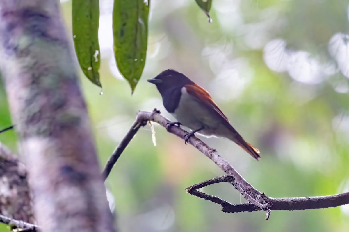 Rufous Vanga - ML620110349