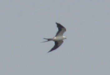 Swallow-tailed Kite - ML620110352