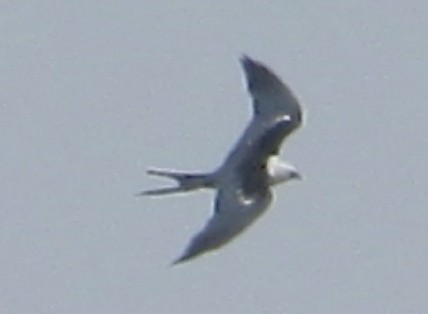 Swallow-tailed Kite - ML620110353