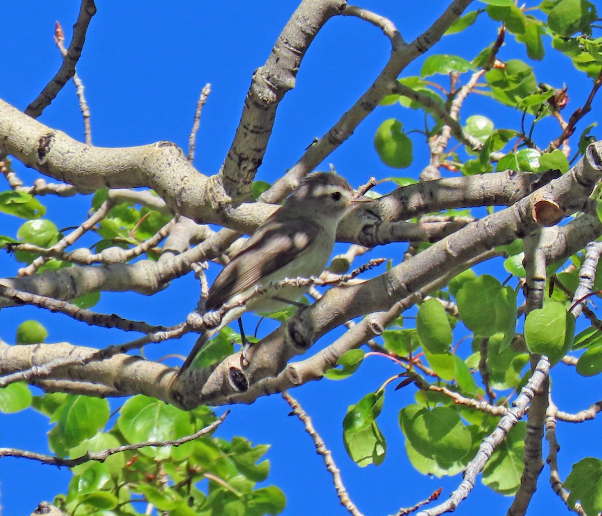 Vireo Gorjeador - ML620110356