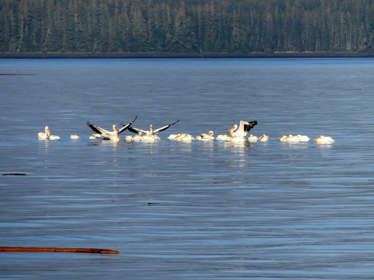 pelikán severoamerický - ML620110362