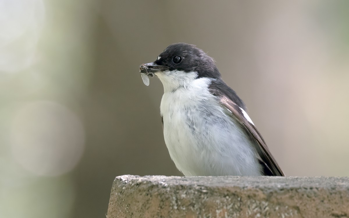 European Pied Flycatcher - ML620110363