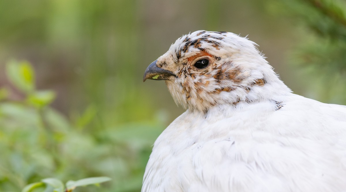 Willow Ptarmigan - ML620110373