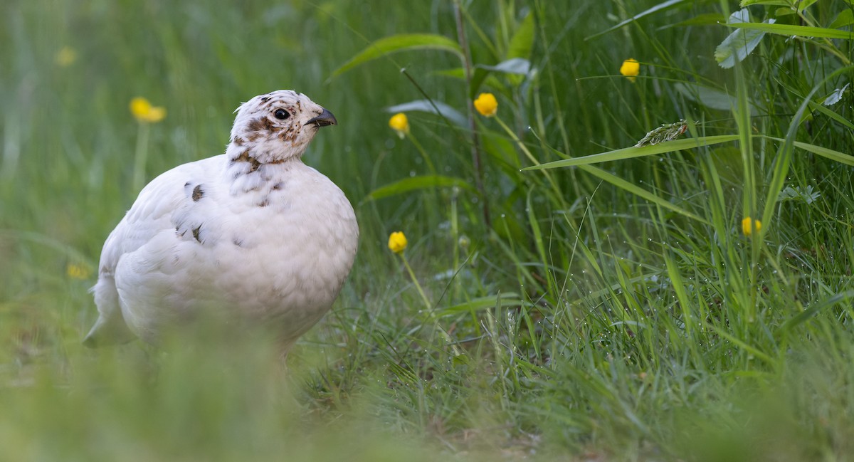 Willow Ptarmigan - ML620110377